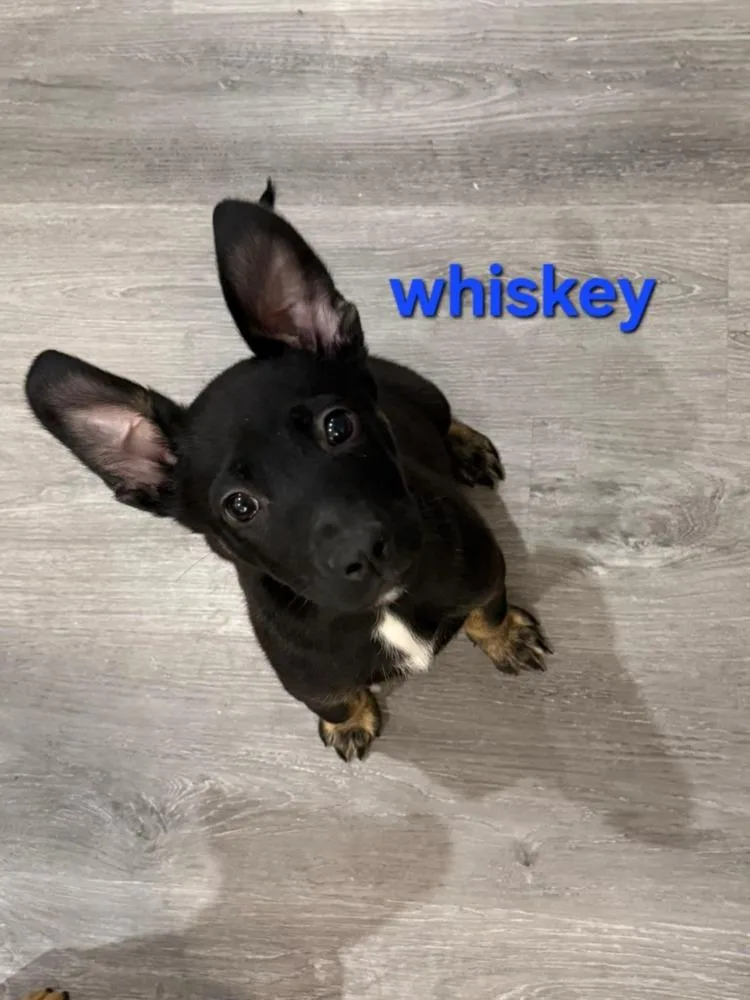 Whiskey
