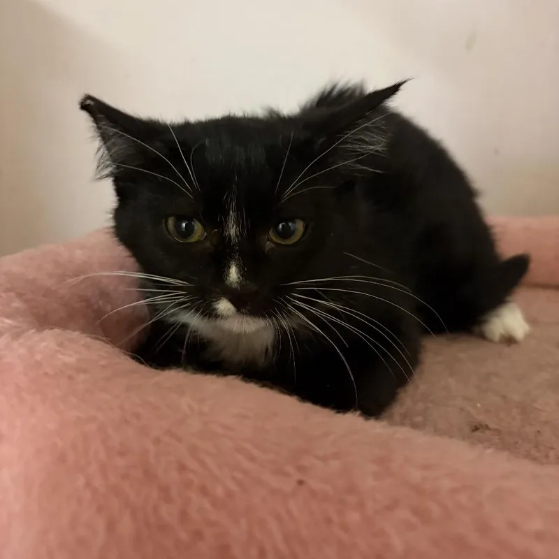 A baby small-sized male Black American Shorthair cat named Tricky for adoption in Newberg, OR