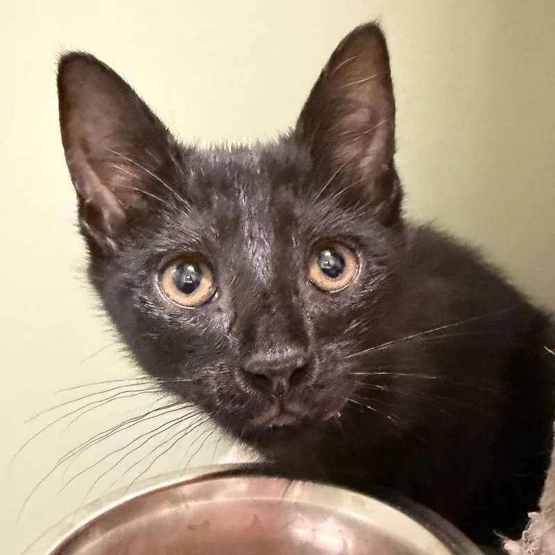 A baby small-sized female Black Domestic Short Hair cat named Daisy Mae for adoption in Middlebury, VT