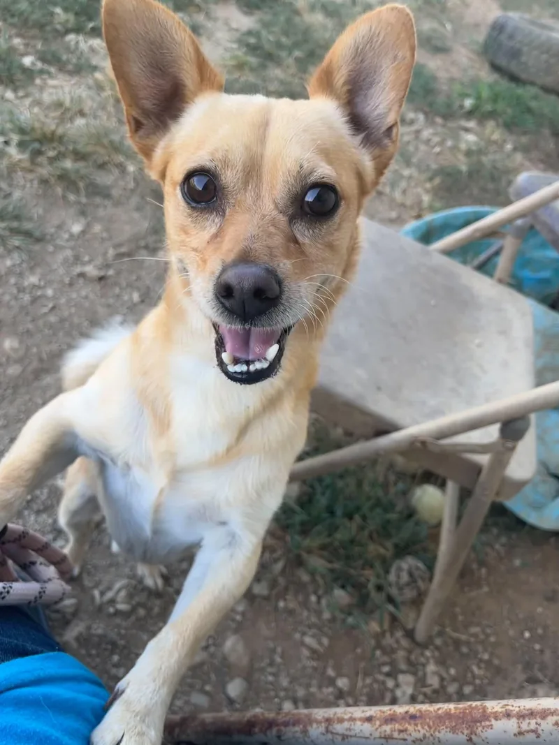 An adult small-sized male Chihuahua dog named Hercules for adoption in Graham, TX