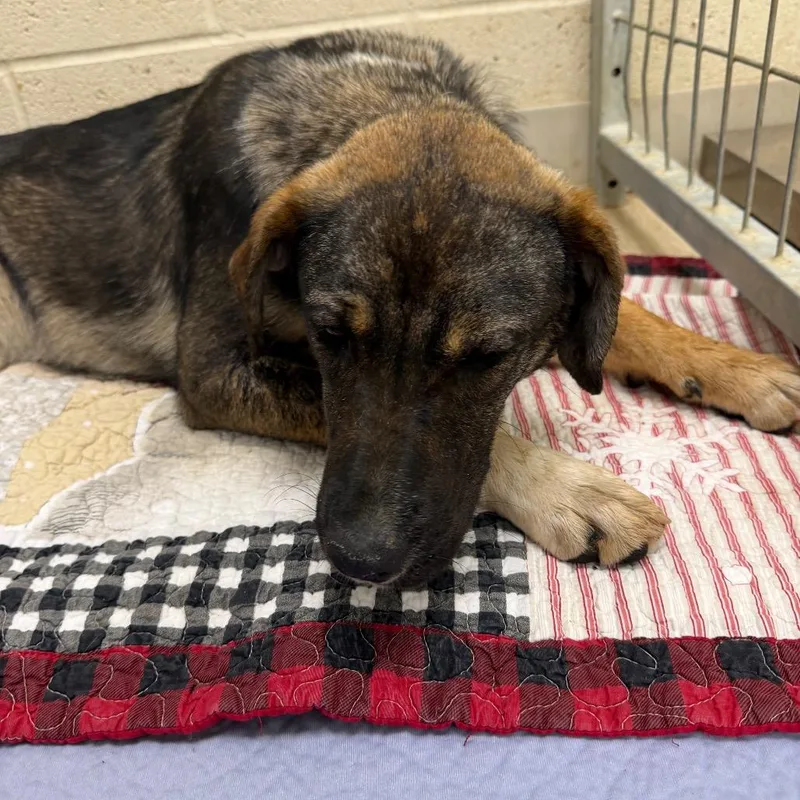 A young medium-sized female Black Mixed Breed dog named Jazmine for adoption in Red House, WV