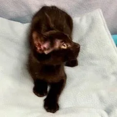 A baby medium-sized male Black Domestic Short Hair cat named Beta for adoption in Green Valley, AZ