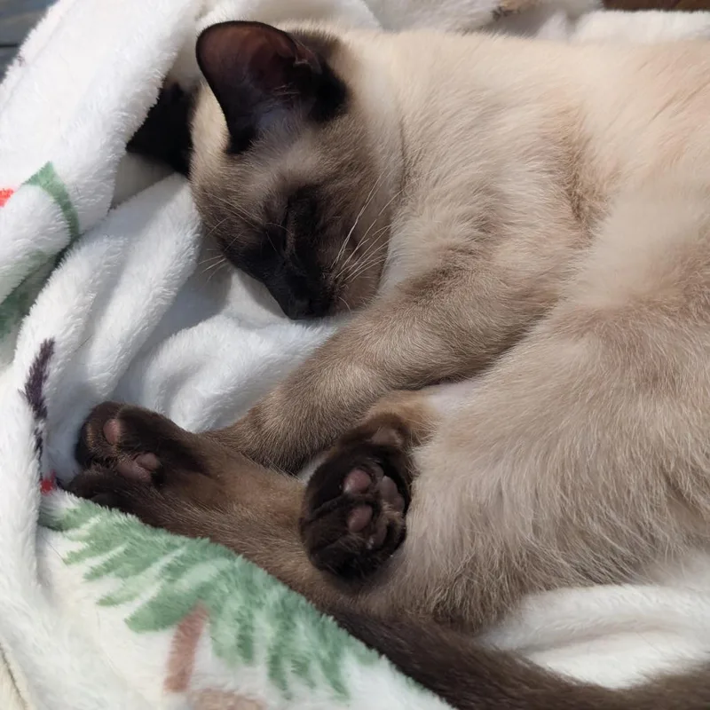 Pecan Tart thumbnail 2