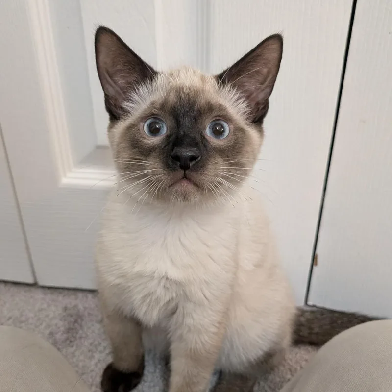 Pecan Tart thumbnail 3