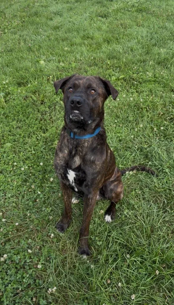 A young medium-sized male Labrador Retriever dog named Maverick for adoption in Pierceton, IN