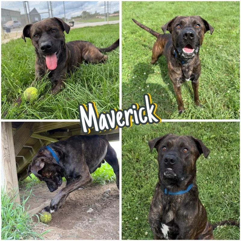 Maverick thumbnail 5