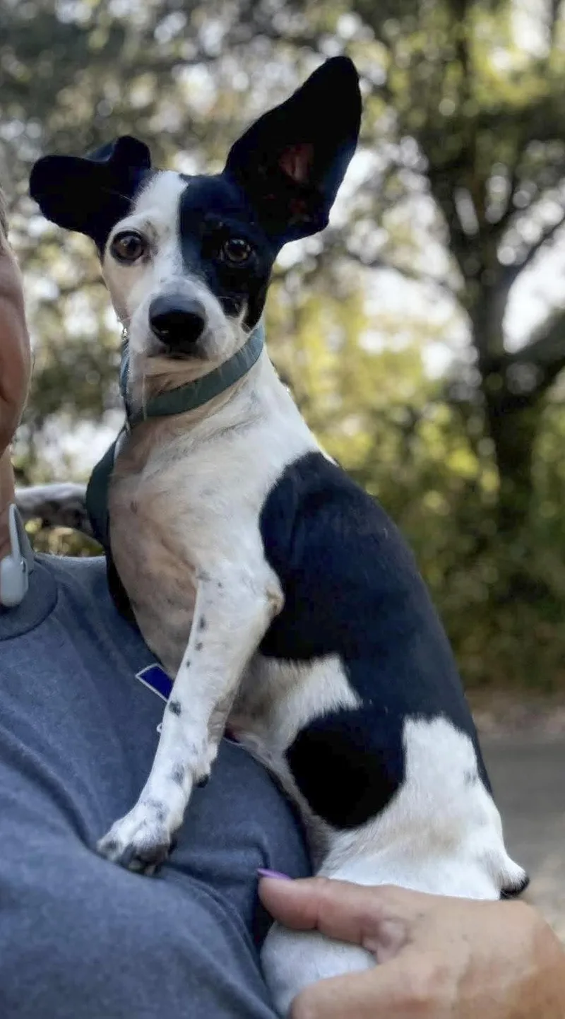 An adult small-sized female Dachshund dog named Annie for adoption in Caldwell, TX