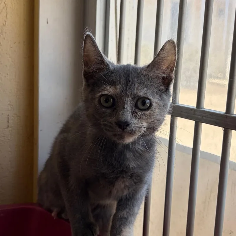 A baby small-sized female Tortoiseshell Domestic Short Hair cat named Tabbytha for adoption in Santa Barbara, CA