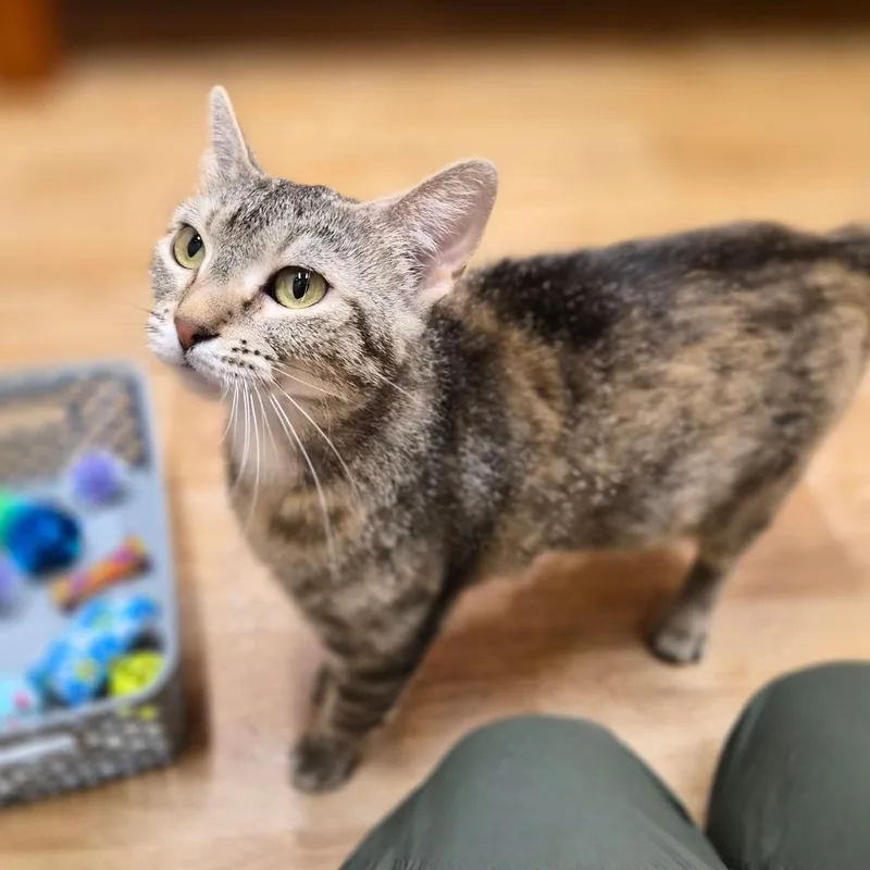 A young medium-sized female Domestic Short Hair cat named Jazzy for adoption in Woodstock, IL