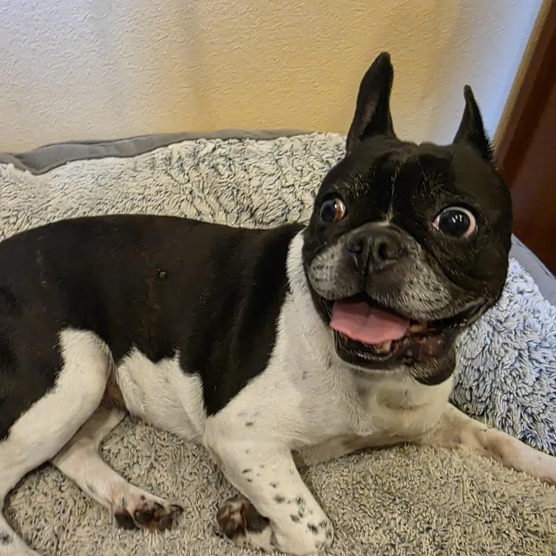 A senior medium-sized female French Bulldog dog named Pumba for adoption in Anchorage, AK