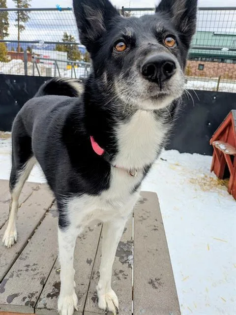 An adult medium-sized female Husky dog named Sakari for adoption in Frisco, CO