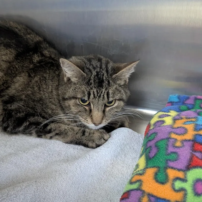 A senior medium-sized male Gray / Blue / Silver Domestic Short Hair cat named Alvin for adoption in Buffalo, WY