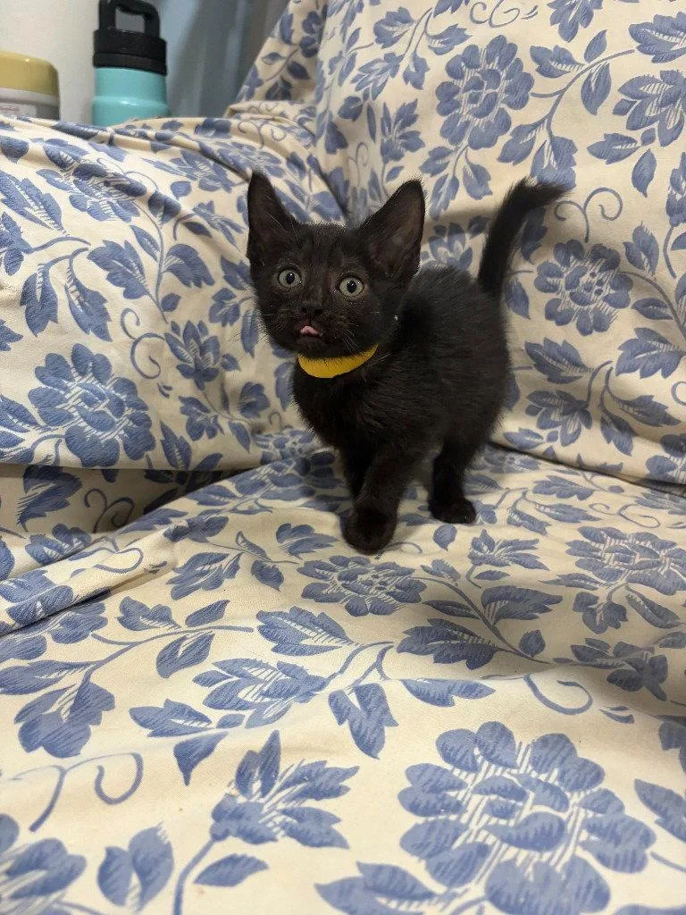 A baby small-sized female Black Domestic Short Hair cat named Whimsy for adoption in Lovingston, VA