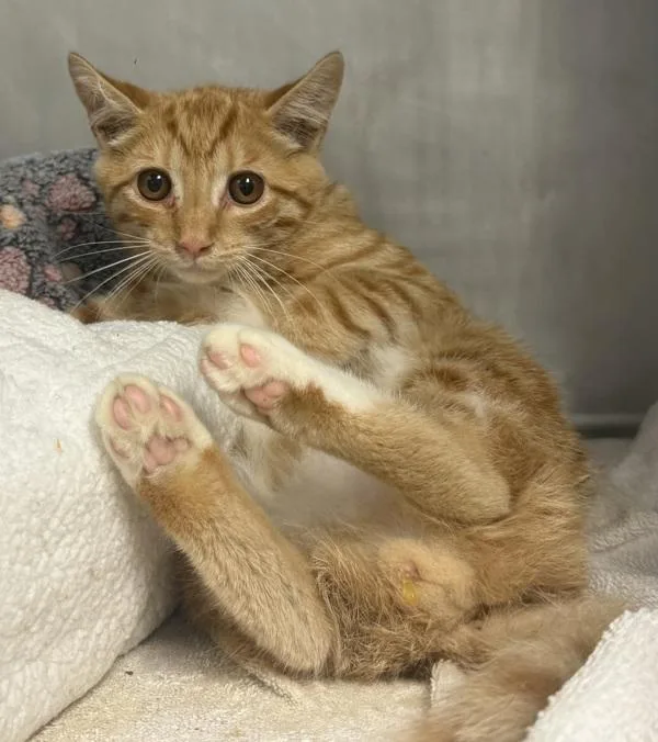A young small-sized male Domestic Short Hair cat named Catdog for adoption in Salisbury, MD