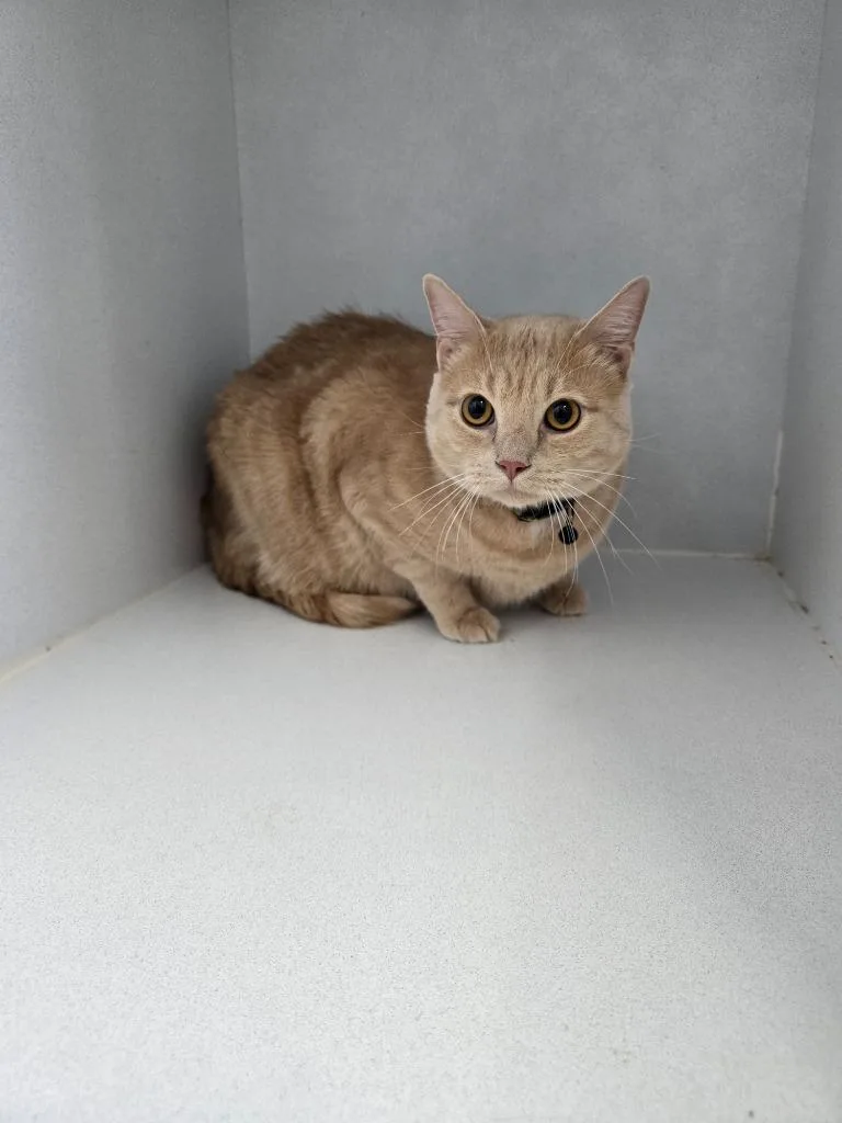An adult extra large-sized male Domestic Short Hair cat named Whopper for adoption in Camden, TN