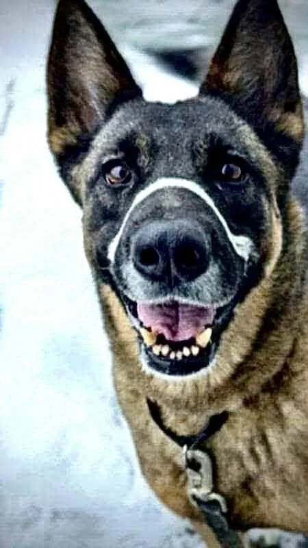 An adult medium-sized female German Shepherd Dog dog named Foxy for adoption in Tallulah, LA