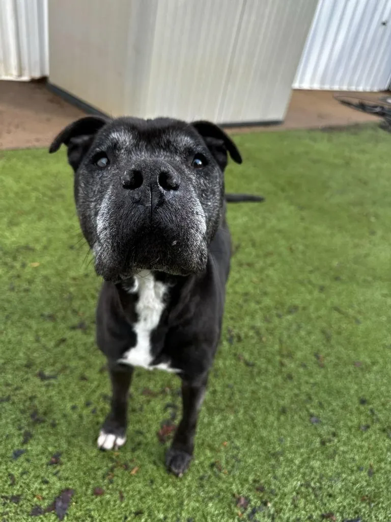 Bill  Af thumbnail 6