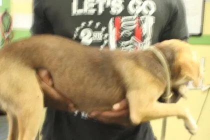 A young medium-sized female Labrador Retriever dog named Mazikeen for adoption in Picayune, MS