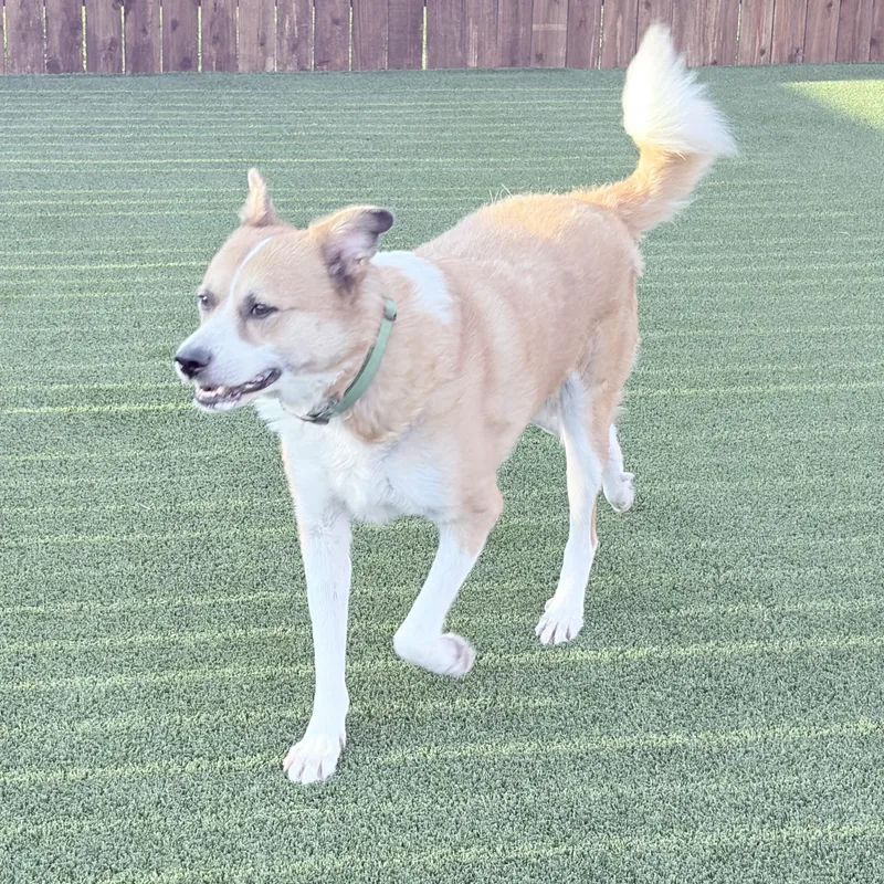 An adult large-sized male Brown / Chocolate Great Pyrenees dog named Brewski for adoption in Justin, TX