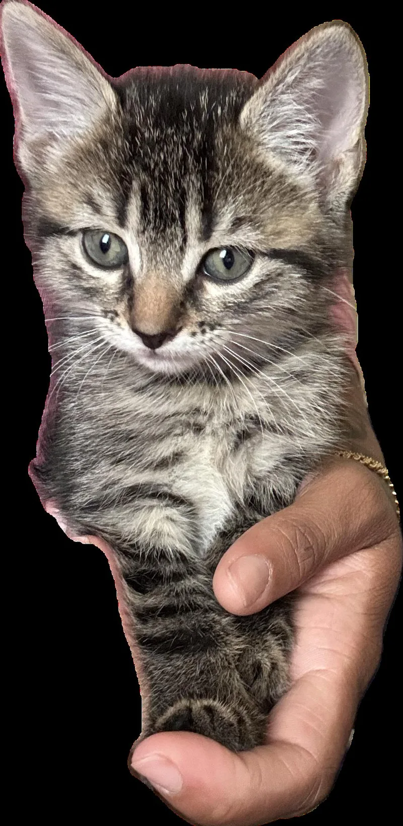 A baby medium-sized female Domestic Short Hair cat named Amber for adoption in Herndon, VA