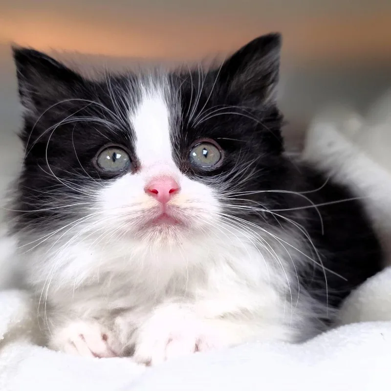 A baby small-sized female White Domestic Medium Hair cat named Iris for adoption in Michigan City, IN