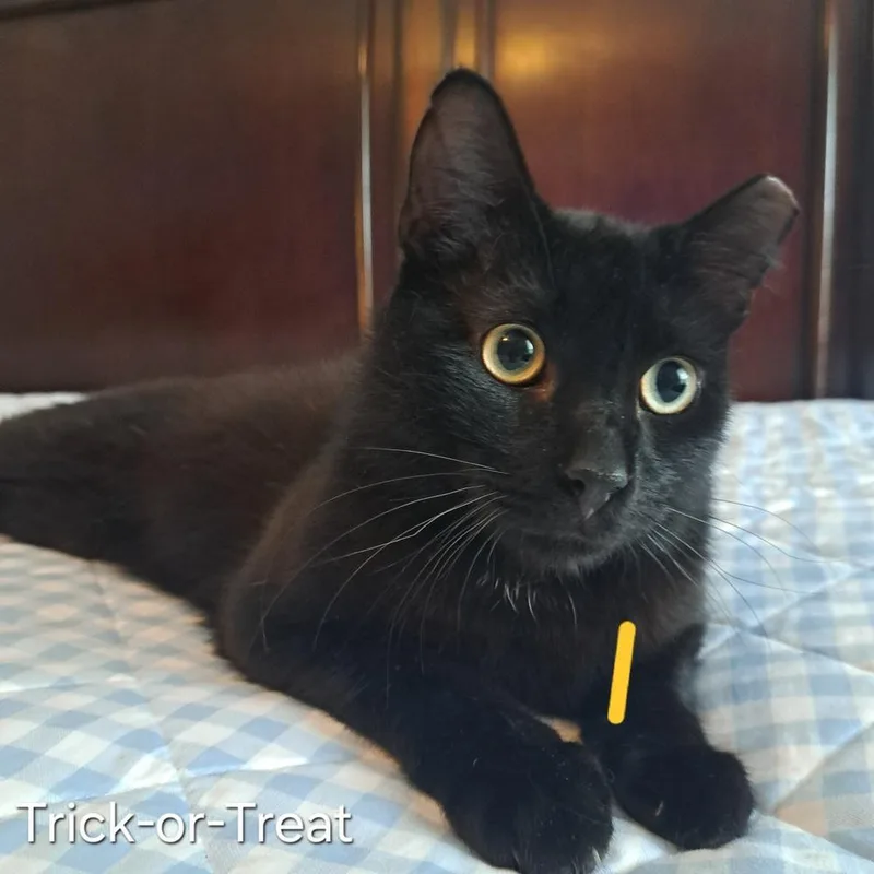 A young medium-sized male Black Domestic Short Hair cat named Trick Or Treat for adoption in Groveland, MA