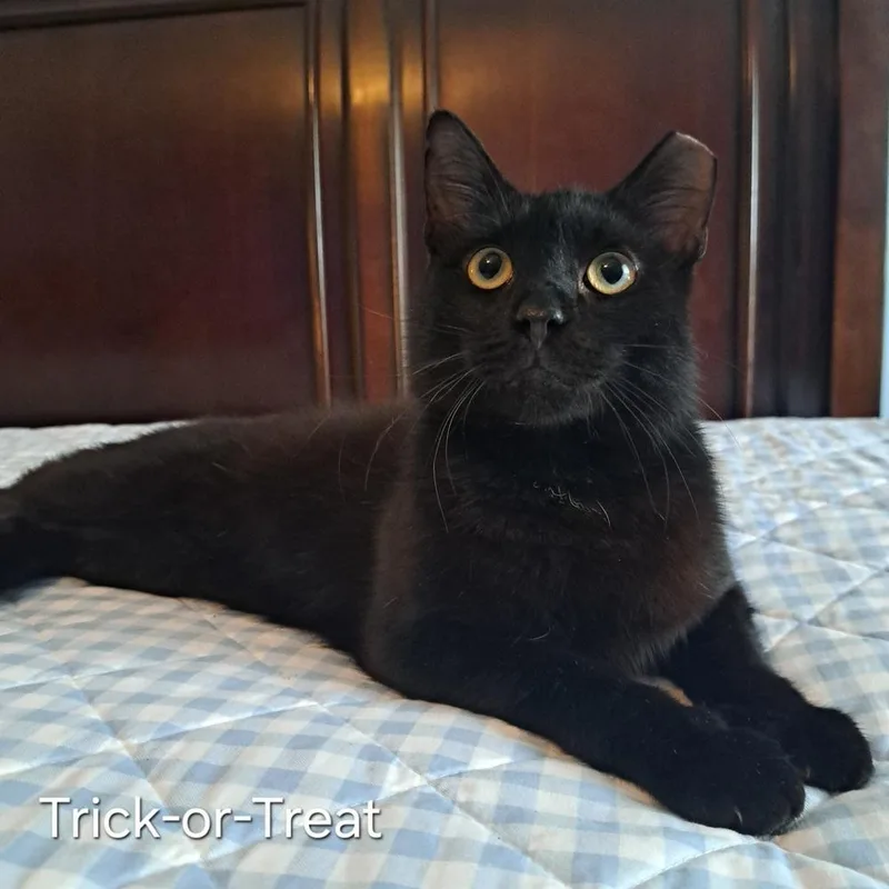 Trick Or Treat thumbnail 2