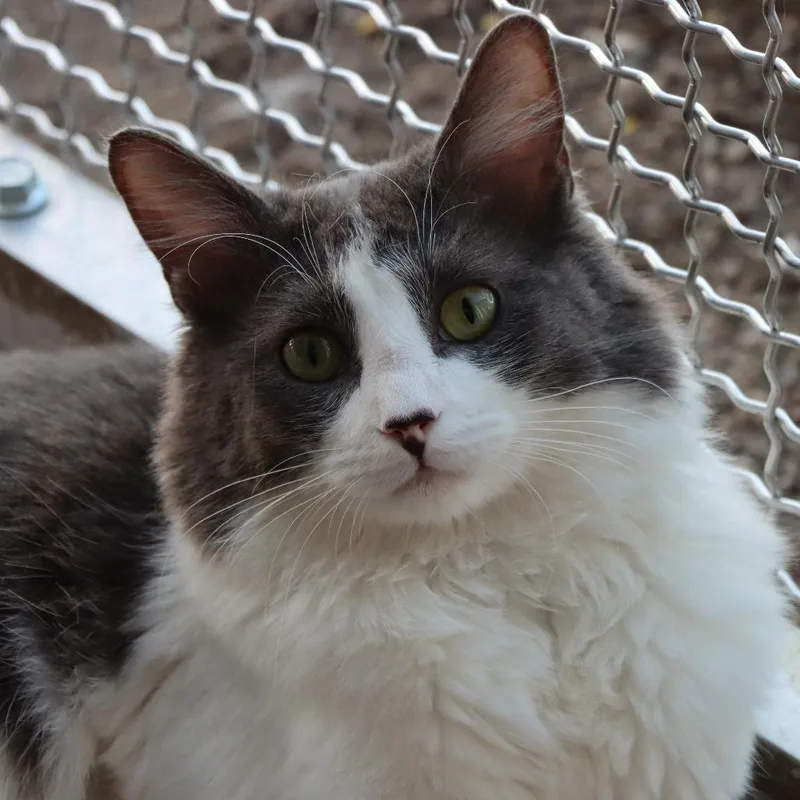 Silverstone thumbnail 2