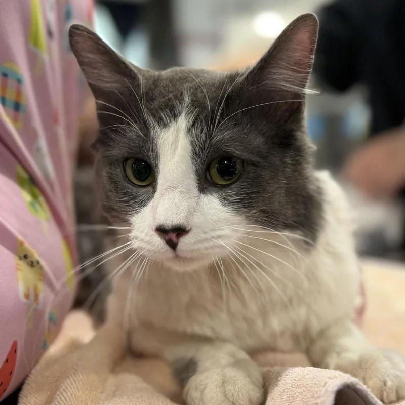 Silverstone thumbnail 3