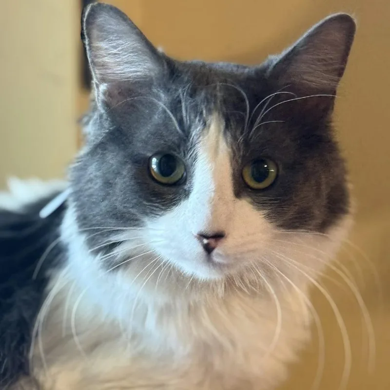 Silverstone thumbnail 4