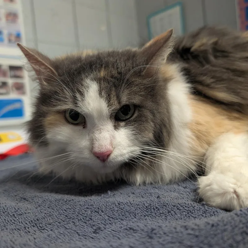 An adult medium-sized female Calico Domestic Long Hair cat named Cheese for adoption in West Olive, MI