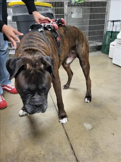 An adult large-sized male Boxer dog named Jackfruit for adoption in Van Nuys, CA
