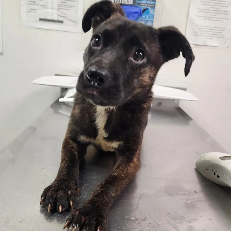 A baby small-sized male Brindle Mixed Breed dog named Thor for adoption in Charleston, WV
