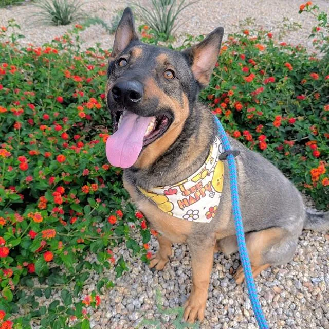 An adult large-sized male German Shepherd Dog dog named Mr Green for adoption in Mesa, AZ