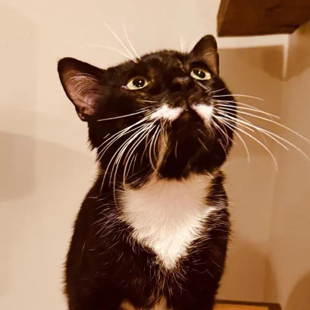 A young large-sized male Black Domestic Short Hair cat named James Bond Ansar for adoption in Merrifield, VA