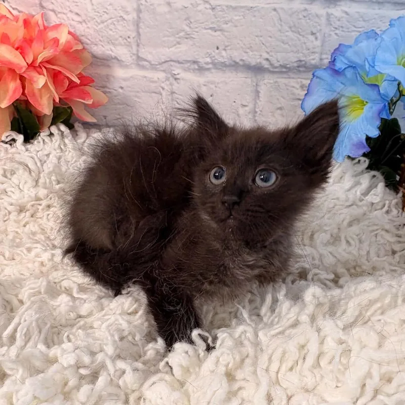 Pepper thumbnail 3