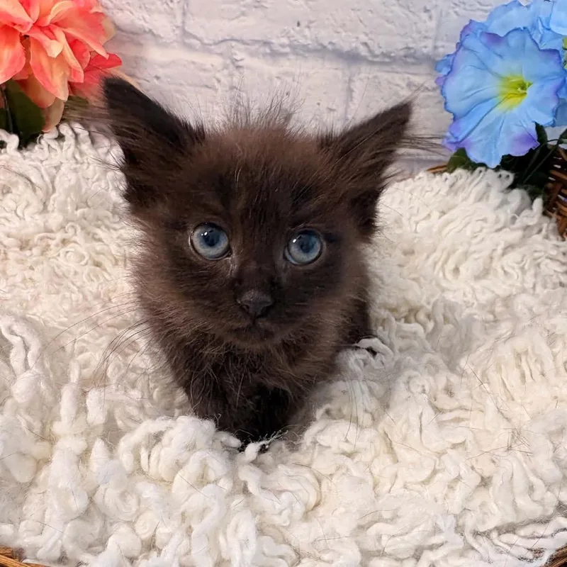 Pepper thumbnail 4