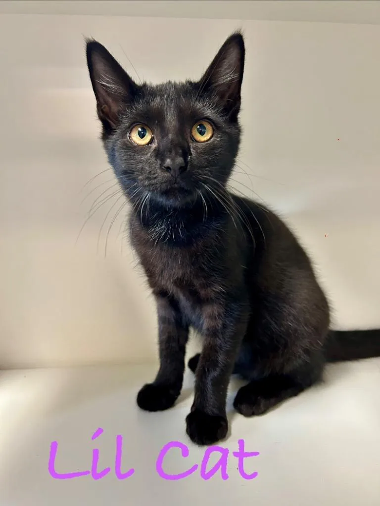 A baby small-sized female Domestic Short Hair cat named Lil Cat for adoption in West Union, OH