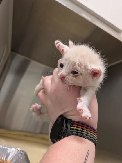 A baby small-sized male Domestic Short Hair cat named Stun for adoption in Atlanta, GA