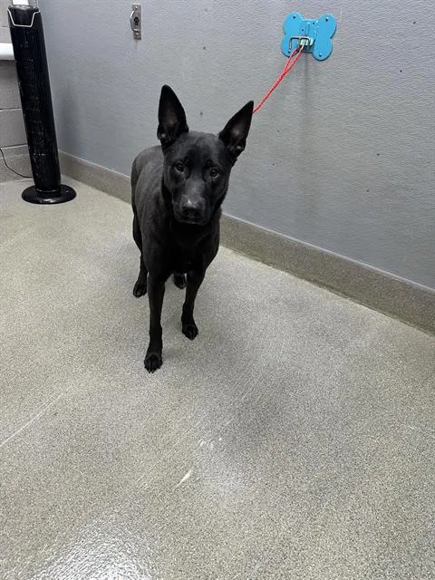 An adult large-sized female German Shepherd Dog dog named Stacy for adoption in Las Vegas, NV