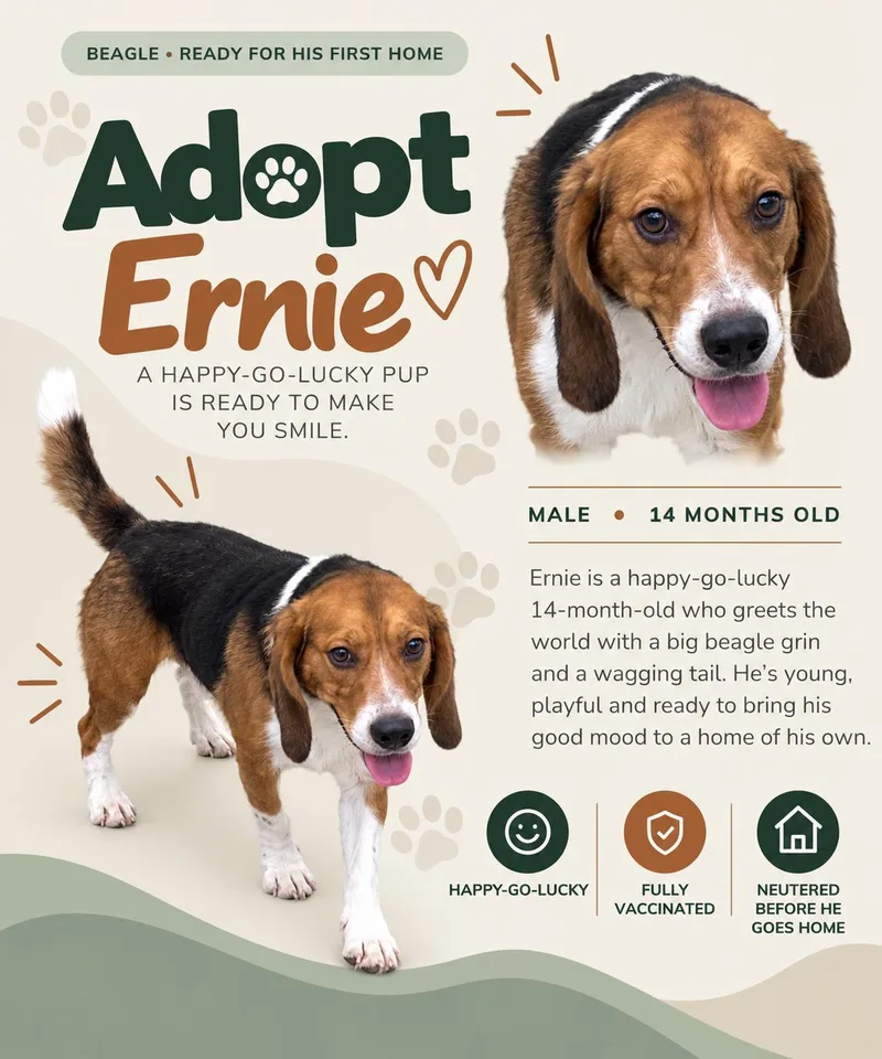 An adult medium-sized male Beagle dog named Ernie for adoption in Bothell, WA