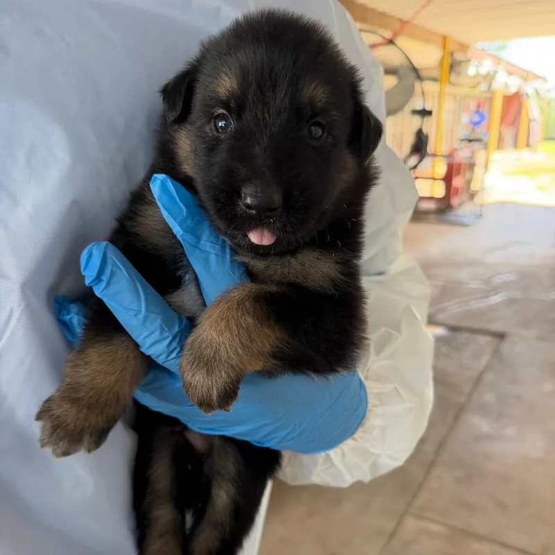 A baby small-sized male Black Australian Cattle Dog / Blue Heeler dog named Yukon for adoption in Edinburg, TX