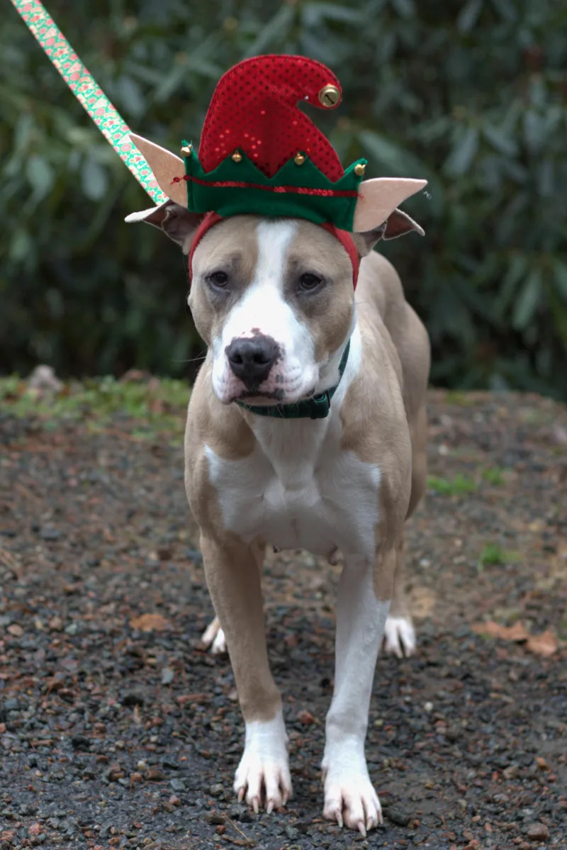 An adult medium-sized female Yellow / Tan / Blond / Fawn American Staffordshire Terrier dog named Athena for adoption in Mountain City, TN