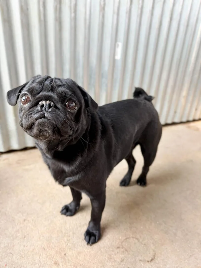 A young small-sized male Pug dog named Boe for adoption in Windsor, CO