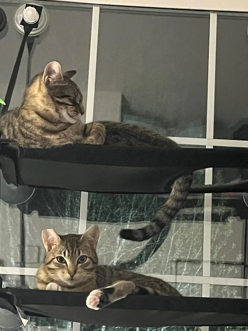 A young small-sized female Tabby (Brown / Chocolate) Domestic Short Hair cat named Valencia for adoption in Des Moines , WA
