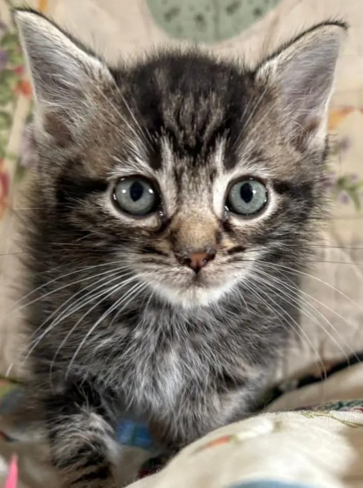 Pongo
