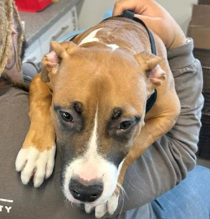 A baby medium-sized male Mixed Breed dog named Twix for adoption in West Chester, PA