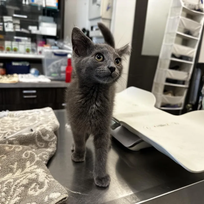 A baby small-sized male Gray / Blue / Silver Domestic Short Hair cat named Anubis for adoption in Hinsdale, IL