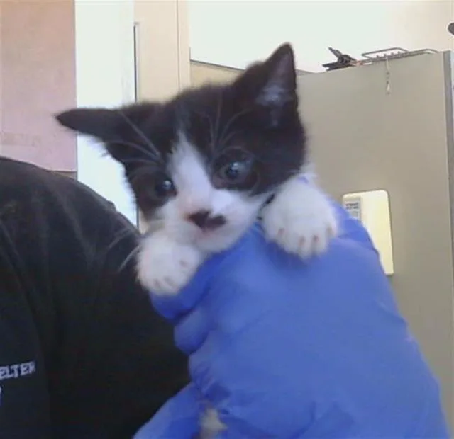 A baby small-sized male Domestic Short Hair cat named Vito for adoption in Sacramento, CA