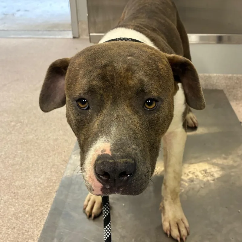 An adult medium-sized male Brindle Pit Bull Terrier dog named Dallas for adoption in Horn Lake, MS